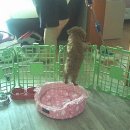 똥꼬발랄 이미지