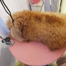 까르르멍멍 이미지