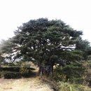 일천
