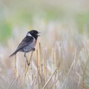 어두육미 이미지