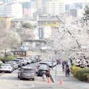 수원화성 이어지는 경기도청 벚꽃축제 이미지