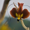 극락조(極樂鳥, Bird of Paradise) 이미지