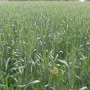 나라농장 이미지