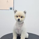 붕가붕가샵 이미지