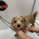 웰니스펫뷰티 이미지