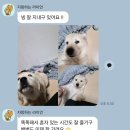 오부자 켄넬 | 동해강아지분양후기 직접데려다드렸어요!