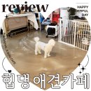바닐라 애견샵 | 망원동 홍대 애견카페 힙댕 내돈내산 솔직 후기