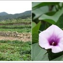 천성진성 이미지