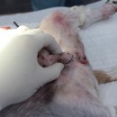 금빛동물수술센터 이미지