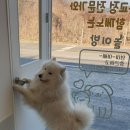 해피독쌤 이미지