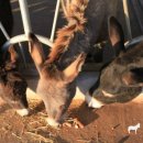 동키캐슬 캠핑장 이미지