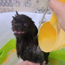 모든애견미용실 이미지