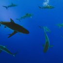 오늘참치 이미지