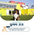 코코 반려견 호텔 이미지