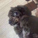 하이애견호텔앤유치원앤그루밍 | [청주 주중동] 하이애견호텔 &amp; 유치원 &amp; 미용이 가능한 곳에서 애견미용