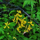 싸리재샘 이미지