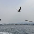 비양도의 비양나무자생지 | 천년의 섬, 비양도