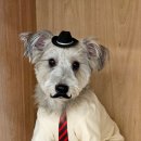 킨더그루밍 | [킨더개든] 배곧 애견유치원 다니는 썰 푼다