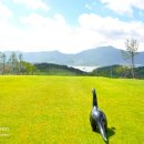 고성노벨컨트리클럽골프텔 이미지