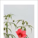 연꽃테마파크 Daum카페