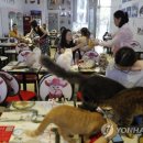 CATS TIME CAFE 이미지