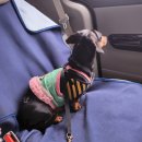 펫택시펫카 이미지