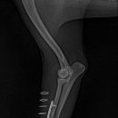 로얄 동물 | 어린 강아지의 좌측 요척골 골절 수술 후기｜로얄동물외과수술센터, 안전한 앞다리 골절 치료 이야기