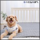 세일전기 | 한일의료기 탄소매트 1인용 전기장판 -37% 세일 정보와 장단점 후기