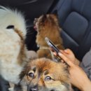 카페멍날 | 제천 애견카페 넓은 야외 운동장과 편의 시설이 완벽한 카페 멍 방문 후기