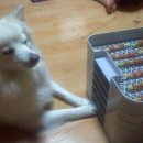 꼬꼬언니 이미지