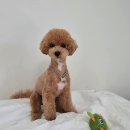 와니펫싸롱 이미지