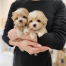 댕스마일 이미지