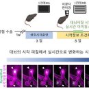 노화·질병으로 점점 변화하는 뇌, 실시간 관찰한다 이미지