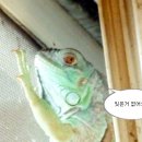 똥싸개 이미지