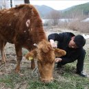 워낭소리 이미지