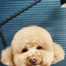 라비쉬독 이미지