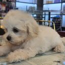 도그마루 강아지 고양이 양산화명점 이미지