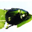 6.15 곤충강 _ 딱정벌레목3 (영어이름 Beetles, Weevils) 이미지