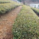 동진다향원
