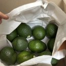 코코 코리아 | 코코카트코리아 아보카도 구매후기 | 아보카도 후숙 무조건 성공하는 법 ·ᴗ·