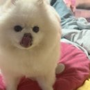 여시까까 이미지