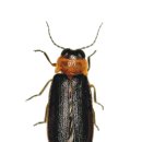 반딧불이 이미지