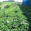 심가네농장 이미지