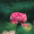 심화(心花) 이미지