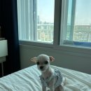 몽몽솔솔 | 화정동 애견미용 오픈형 미용실 &lt;몽몽솔솔&gt; 클리핑+알머리컷 후기