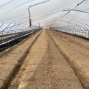 고령군농업기술센터 | 성원미생물, 고령군과 함께 멜론밭 시범단지 조성 — 친환경 농업 혁신의 첫걸음