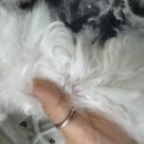 위위그루밍 이미지