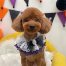 하이슈슈 이미지