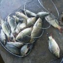 대박향어 이미지