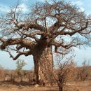 바오밥 이미지